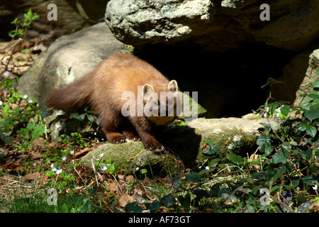 Martora sul suolo della foresta Foto Stock