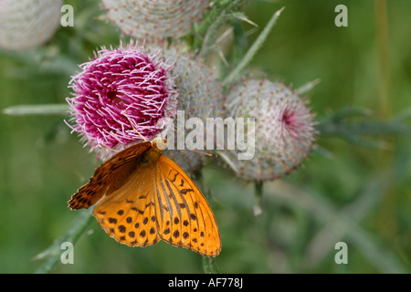 Argento lavato Fritillary sul fiore viola (Argynnis paphia) Foto Stock