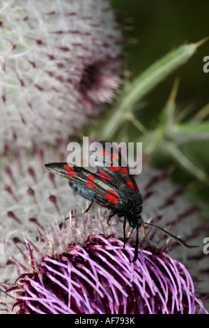 Burnett (falena Zygaena carniolica) su thistle Foto Stock