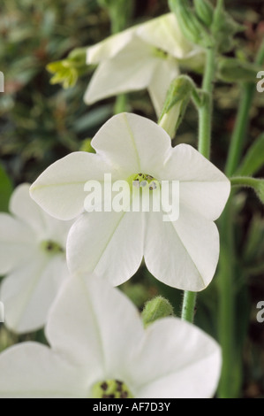 Nicotiana x sanderae Piante 'Dwarf Bedder bianco" (pianta di tabacco) Close up di fiori bianchi. Foto Stock