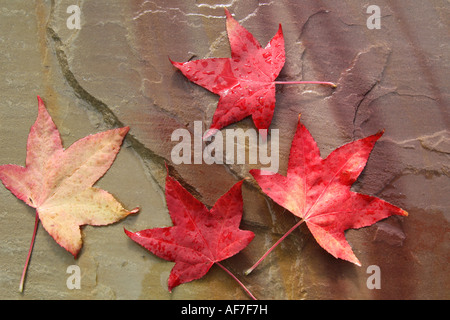 foglia di acero rossa Foto Stock