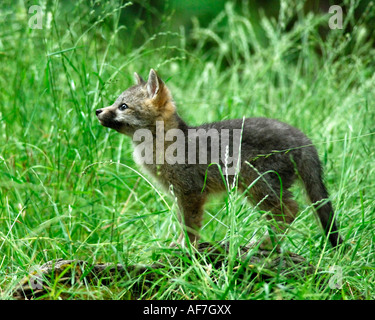 Giovani Gray Fox (Urocyon cinereoargenteus) kit, in piedi su arto osservando gli altri kit, ritratto Foto Stock