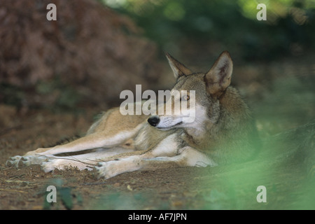 Red lupo (Canis rufus), programma di riproduzione in cattività Foto Stock