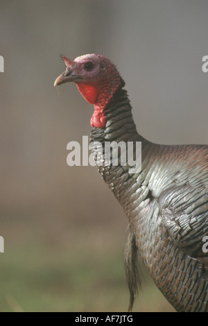 Il tacchino selvatico (Meleagris galopavo) Foto Stock