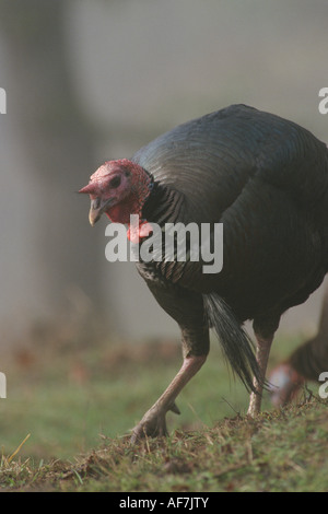 Il tacchino selvatico (Meleagris galopavo) Foto Stock