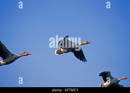 Oche graylag volare in formazione al lago thol Foto Stock