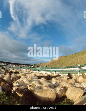 Pecore in penne sulla penisola di Vatnsnes a nord di Hvammstangi, Nord Islanda, dopo la raccolta in autunno. Foto Stock