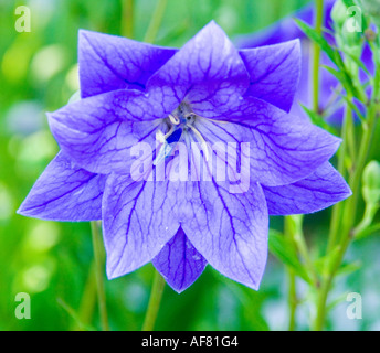 Blu fiore palloncino close up Platycodon grandiflorus Foto Stock