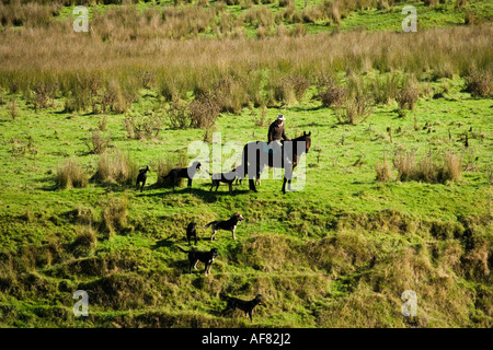 Il contadino a cavallo e la Fattoria di Raduno Cani su terreno coltivato dal fiume Mangawhero Wanganui Raetihi Road vicino a Wanganui Nuova Zelanda Foto Stock