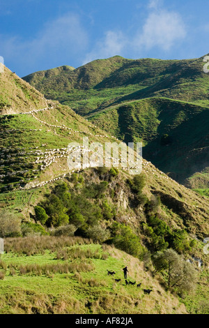 L'agricoltore e Farm Raduno Cani su terreno coltivato dal fiume Mangawhero Wanganui Raetihi Road vicino a Wanganui Isola del nord della Nuova Zelanda Foto Stock