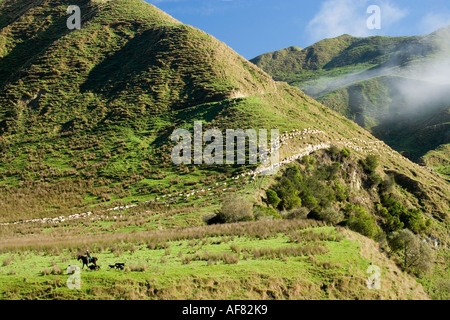 Il contadino a cavallo e la Fattoria di Raduno Cani su terreno coltivato dal fiume Mangawhero Wanganui Raetihi Road vicino a Wanganui Nuova Zelanda Foto Stock