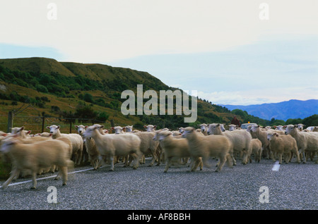 Un gregge di pecore, Crown Range sella, mountain pass, Cardrona, Isola del Sud, Nuova Zelanda Foto Stock