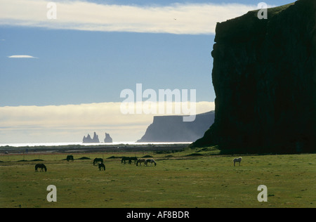 Islandese cavalli pascolano in un campo, Pony, Islanda Foto Stock