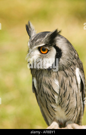 Un bianco di fronte il gufo Foto Stock