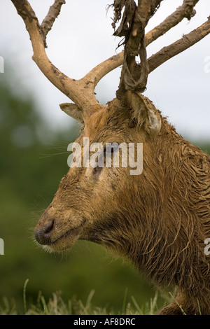 Pere Davids Deer Elaphurus davidianus ritratto Foto Stock