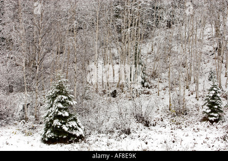 Nuovo inizio inverno neve su birch grove con abeti rossi sulla collina, maggiore Sudbury, Ontario, Canada Foto Stock