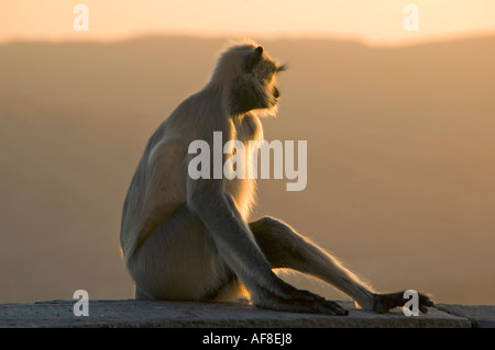 Chiudere orizzontale su ritratto di un adulto nero-footed Langur grigio (Semnopithecus hypoleucos) monkey al tramonto Foto Stock