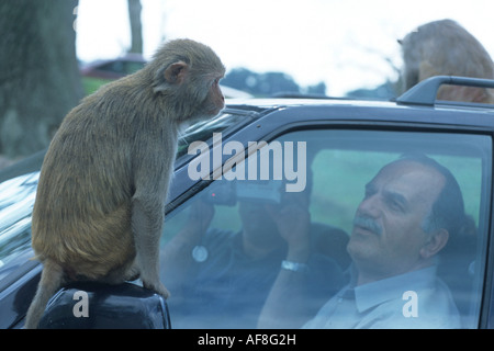 Le scimmie, Longleat Safari Park, vicino Warminster, Wiltshire, Inghilterra Foto Stock