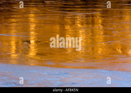 Di betulle si riflette in fresco di ghiaccio su beaver pond, maggiore Sudbury, Ontario, Canada Foto Stock