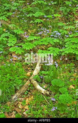 Mayapple Phlox inizio primavera dissipatore Whiteoak Smokies NP Foto Stock