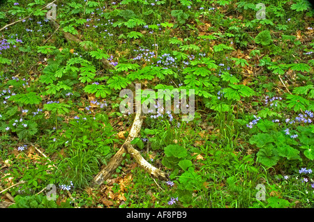 Mayapple Phlox inizio primavera dissipatore Whiteoak Smokies NP Foto Stock