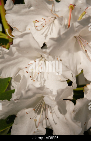Cunningam s rododendro bianco Foto Stock