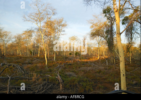 Una febbre estesa foresta di alberi di acacia xanthophloea) sulla cassa di espansione adiacente al fiume Luvuvhu. Foto Stock