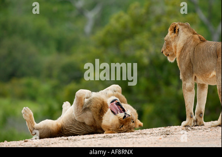 Un maschio di leone giacente sulla sua schiena sbadigli mentre un altro si affaccia su Sabi Sand Game Reserve, Mpumalanga; Sud Africa Foto Stock