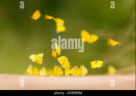 Farfalle giallo alimentare di sali sulla superficie del terreno di suolo umido Sabi Sand Game Reserve, Mpumalanga; Sud Africa Foto Stock