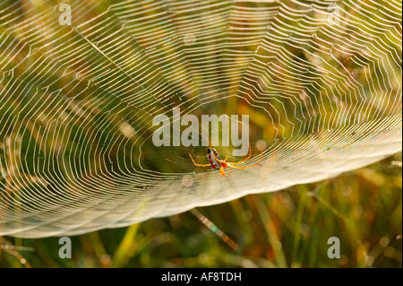Golden orb spider appeso al di sotto della propria web Sabi Sand Game Reserve, Mpumalanga; Sud Africa Foto Stock
