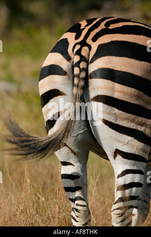 Burchells zebra (Equus burchelli) Scamone con coda swishing - mostra l'ombra-striscia ; Africa del Sud Foto Stock