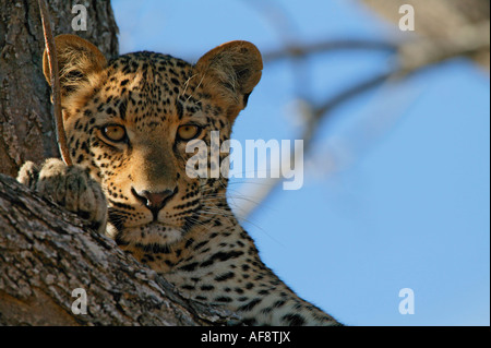 Ritratto di un leopard (Panthera pardus) di guardare direttamente la telecamera Sabi Sand Game Reserve, Mpumalanga; Sud Africa Foto Stock