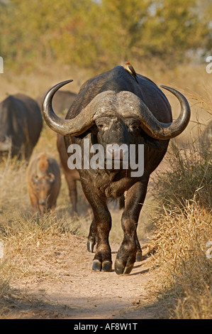 Un bufalo bull camminando direttamente verso la telecamera Foto Stock