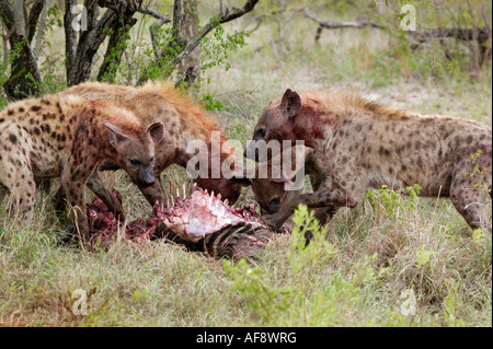 Spotted hyaena alimentazione su una carcassa di zebra ucciso da Le Iene durante la luce del giorno Foto Stock