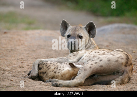 Spotted hyaena madre allattamento un unico cucciolo Foto Stock