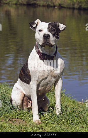 American Staffordshire Terrier - seduta sul prato Foto Stock