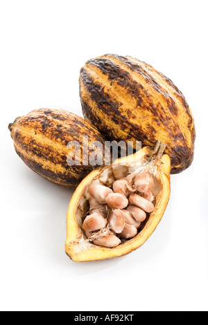 Pianta di cacao, sansa e fagioli Foto Stock