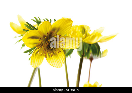 Eranthis hyemalis, close-up Foto Stock