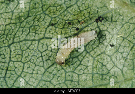 Foglia-laminazione sawfly rose (Blennocampa pusilla), larva su rose Foto Stock