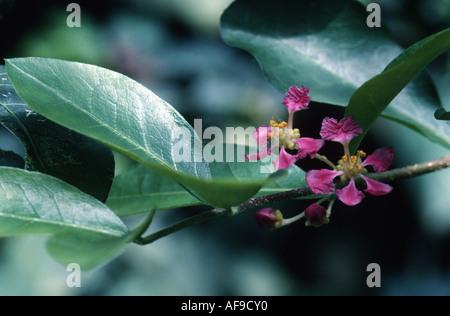 Barbados Cherry (Malpighia punicifolia), fioritura Foto Stock