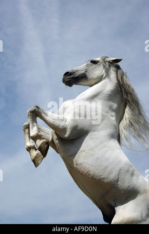 Cavallo andaluso - allevamento Foto Stock