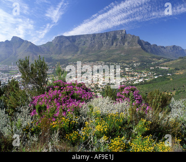 Una vista su fynbos e la city bowl in Città del Capo verso la montagna della tavola come visto dalla collina di segnale. Foto Stock