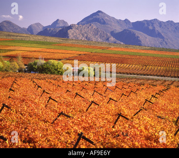 I vitigni in golden colori autunnali nella parte esagonale sulla Valle del fiume Hex River Valley, Western Cape; Sud Africa Foto Stock