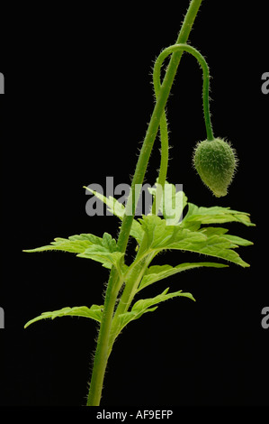 Il mais germoglio di papavero, close-up Foto Stock