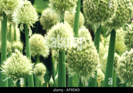 Welsh onion (Allium fistulosum), infiorescenze Foto Stock