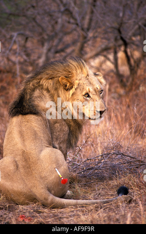 Sud Africa, Parco Nazionale di Pilanesberg, Sfrecciato lion per dare un nuovo collare e trasporto verso altri park Foto Stock