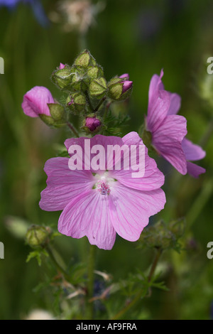 Musk mallow, muschio cheeseweed (Malva moschata), infiorescenza Foto Stock