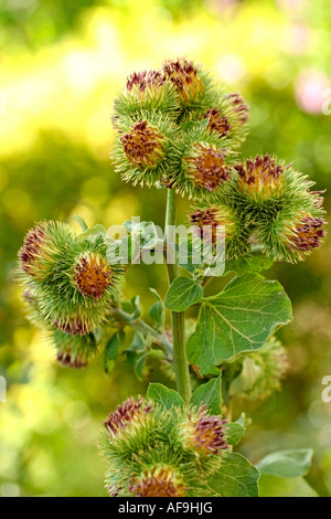 Maggiore (bardana Arctium lappa) Foto Stock