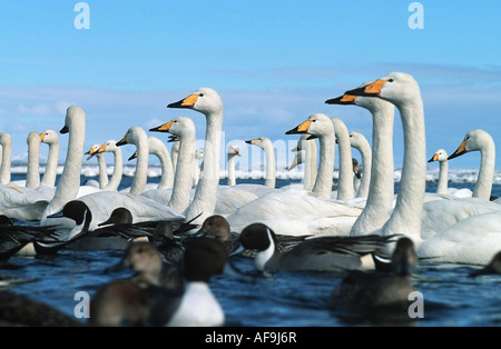 Whooper cigni e il nord dei codoni (Cygnus cygnus, Anas acuta), in inverno la billetta, Giappone, Hokkaido Foto Stock