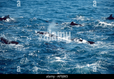 Humpback Whale (Megaptera novaeangliae), unico animale soffiaggio, deriva da un gruppo di balene pilota, Norvegia Foto Stock